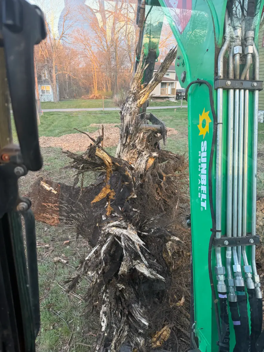 Stump ripped out during tear-out work