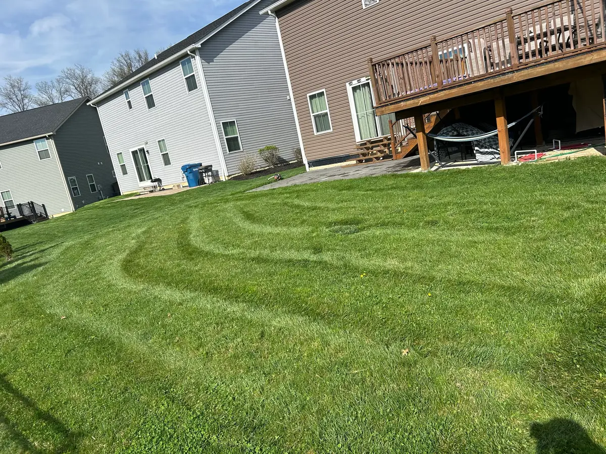 Freshly striped lawn after weekly mowing